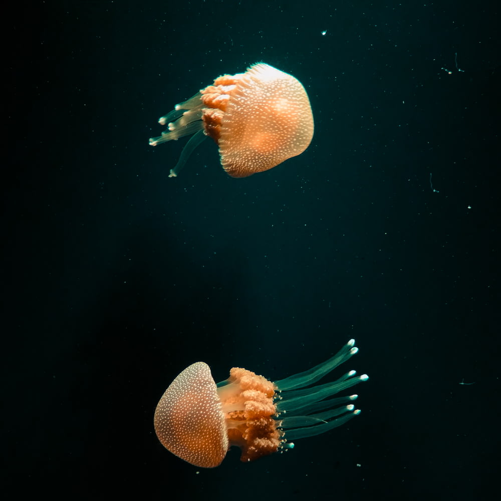 two orange and green jellyfish