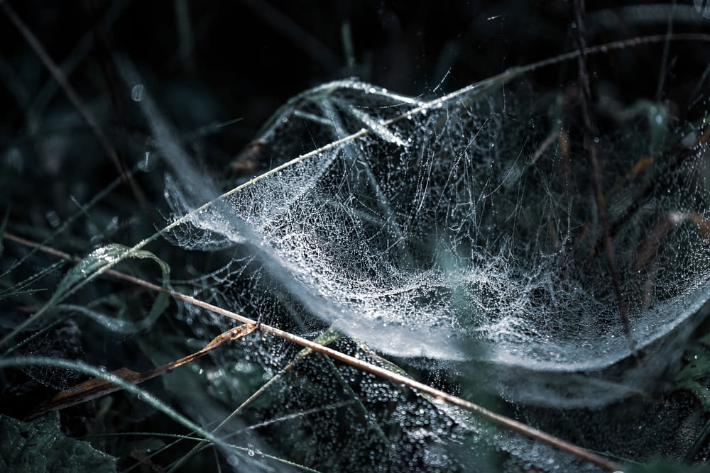 macro photography of cobweb