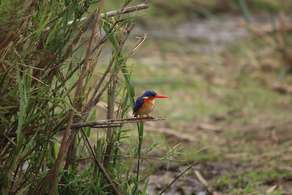 blue and orange bird