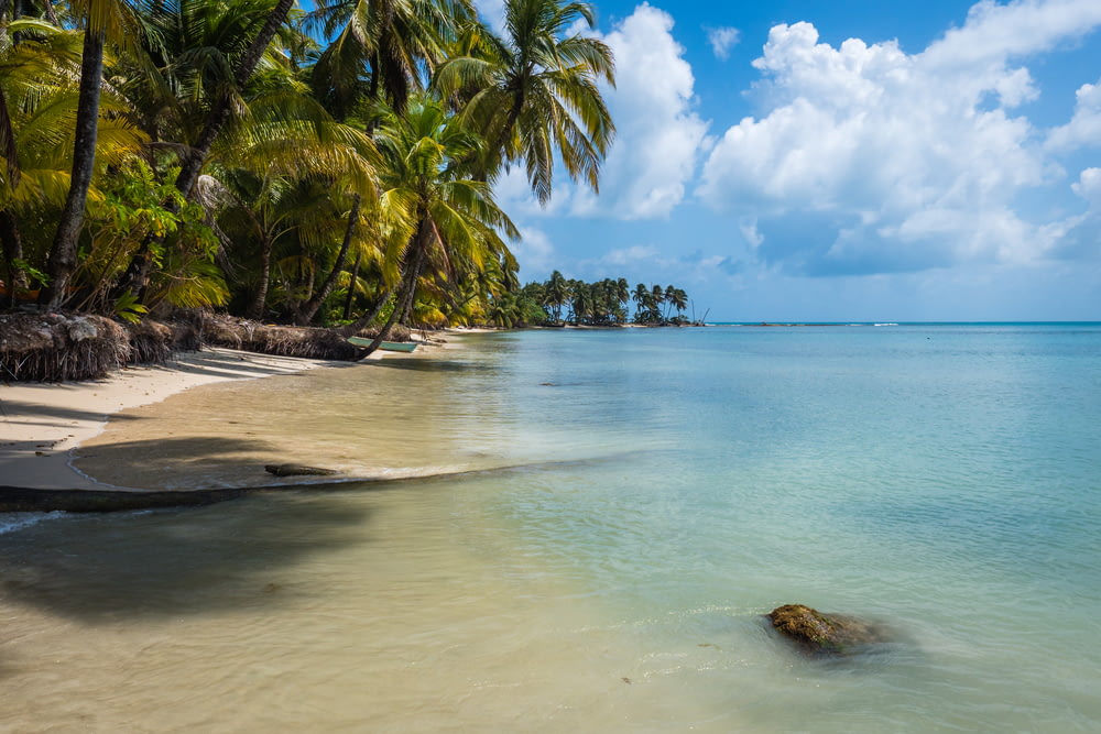 coconut trees near seashore