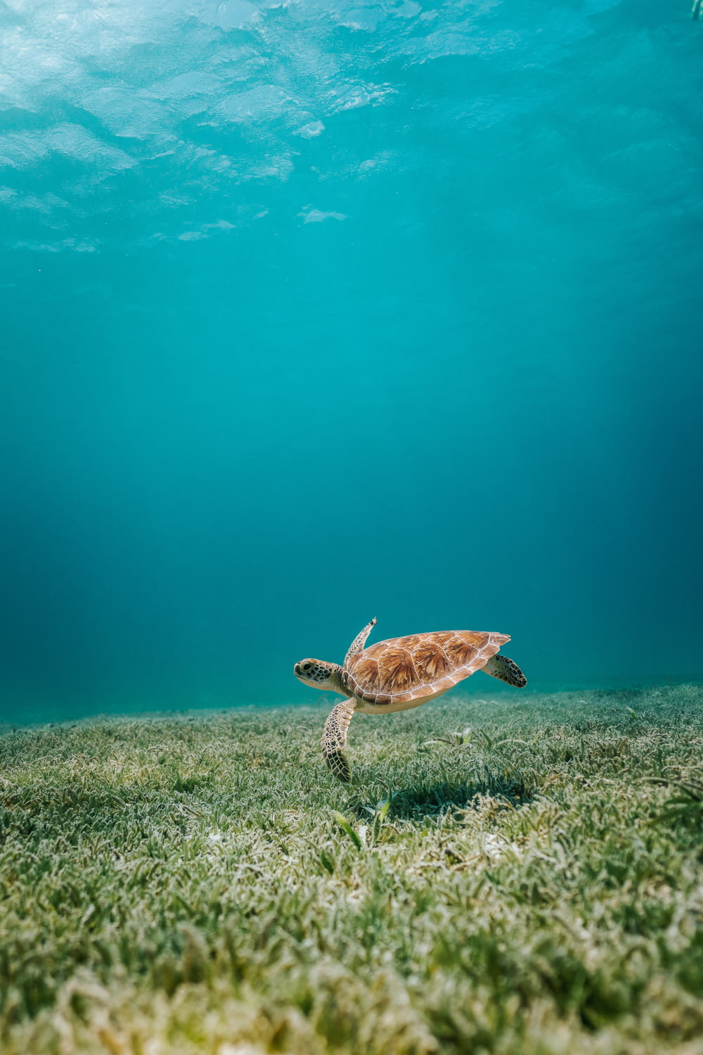 brown turtle in body of water