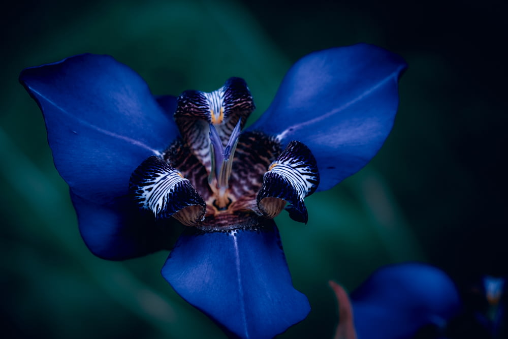 blaublättrige Blume