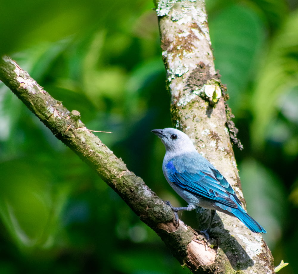 blue and gray bird perches on tree
