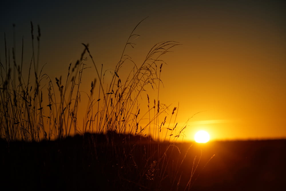 silhouette of grass field during sunset scenery
