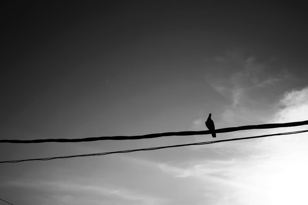 bird perches on cable