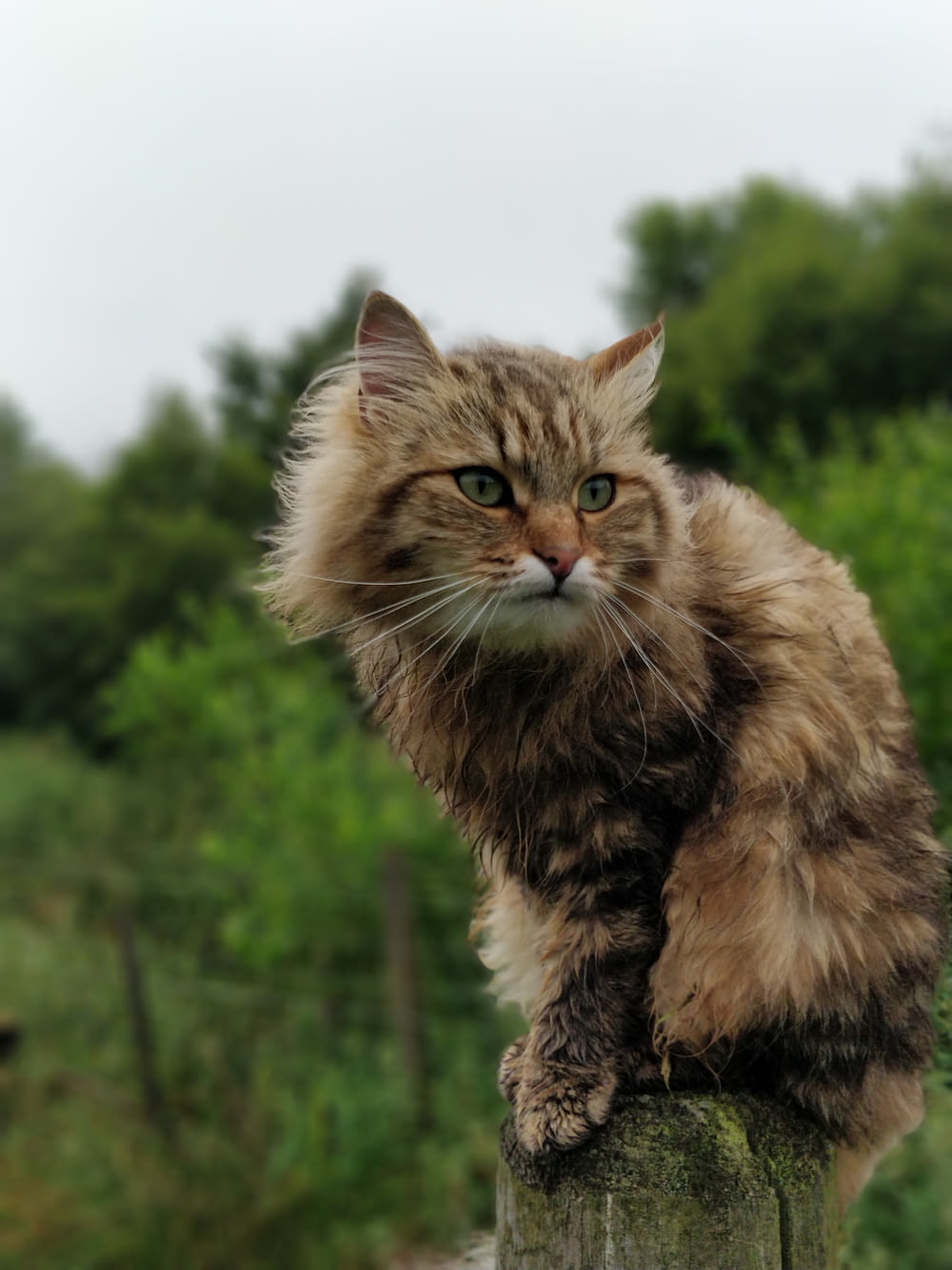 macro photography of long-fur brown cat