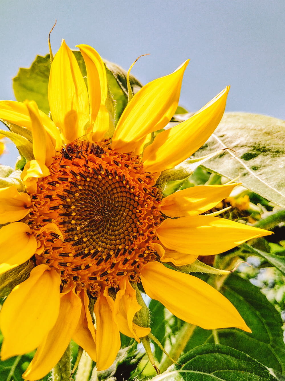 yellow sunflower during day
