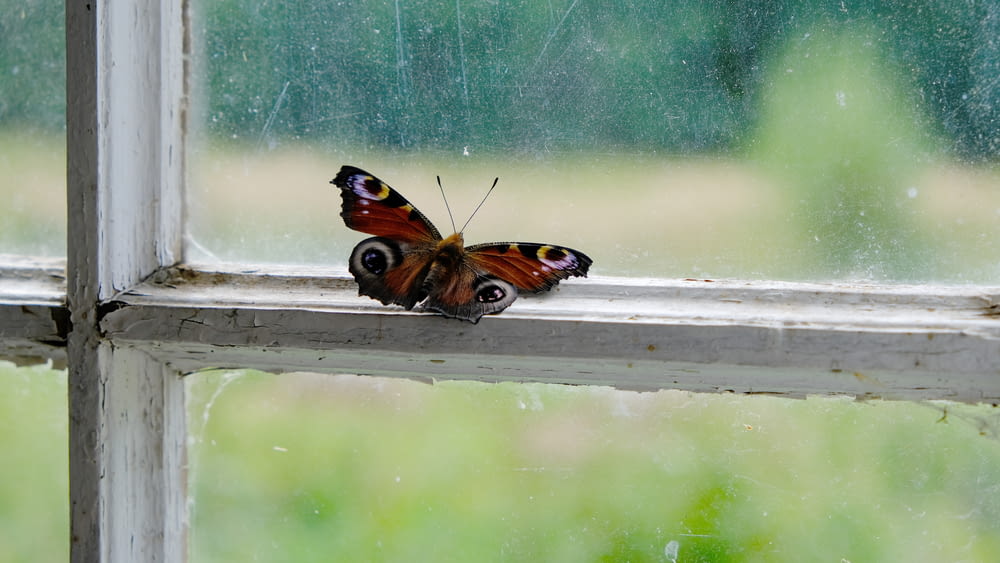 red and black butterfly on window