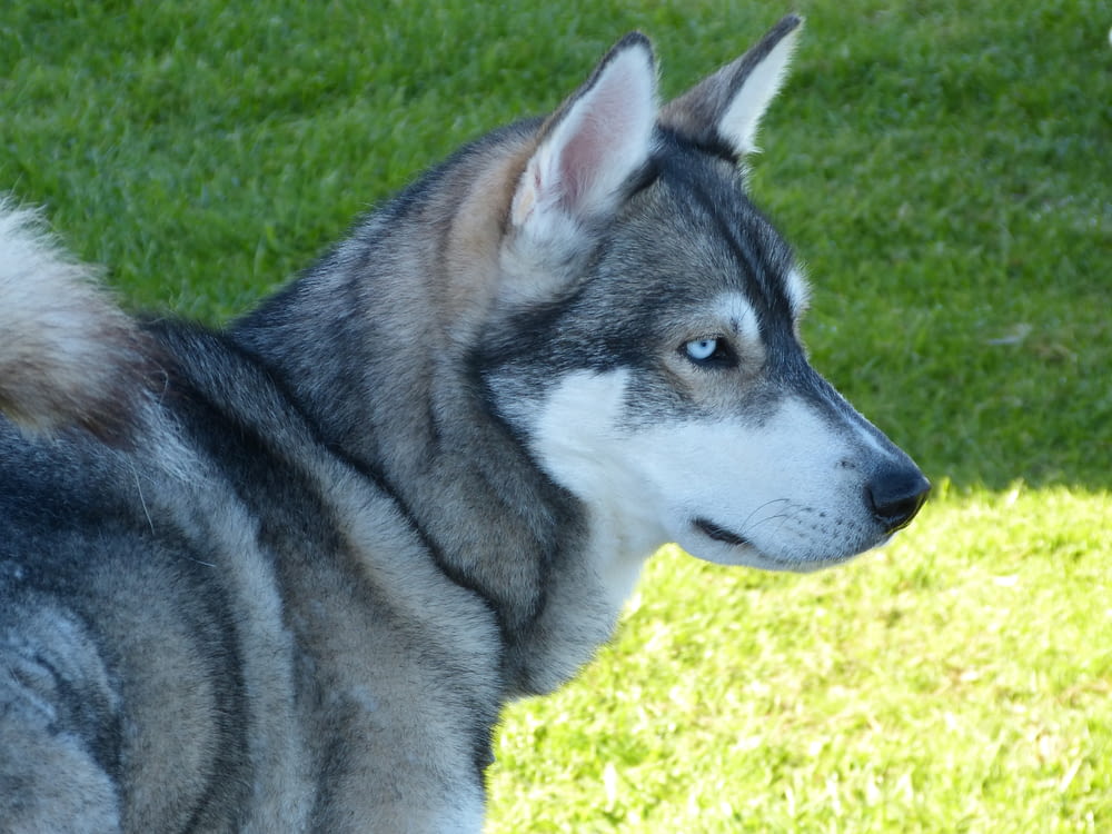 adult gray and black Siberian Husky on grass field at daytime