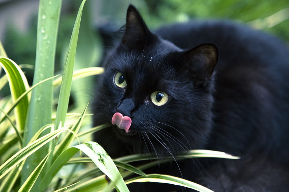 black cat sticking its tongue out