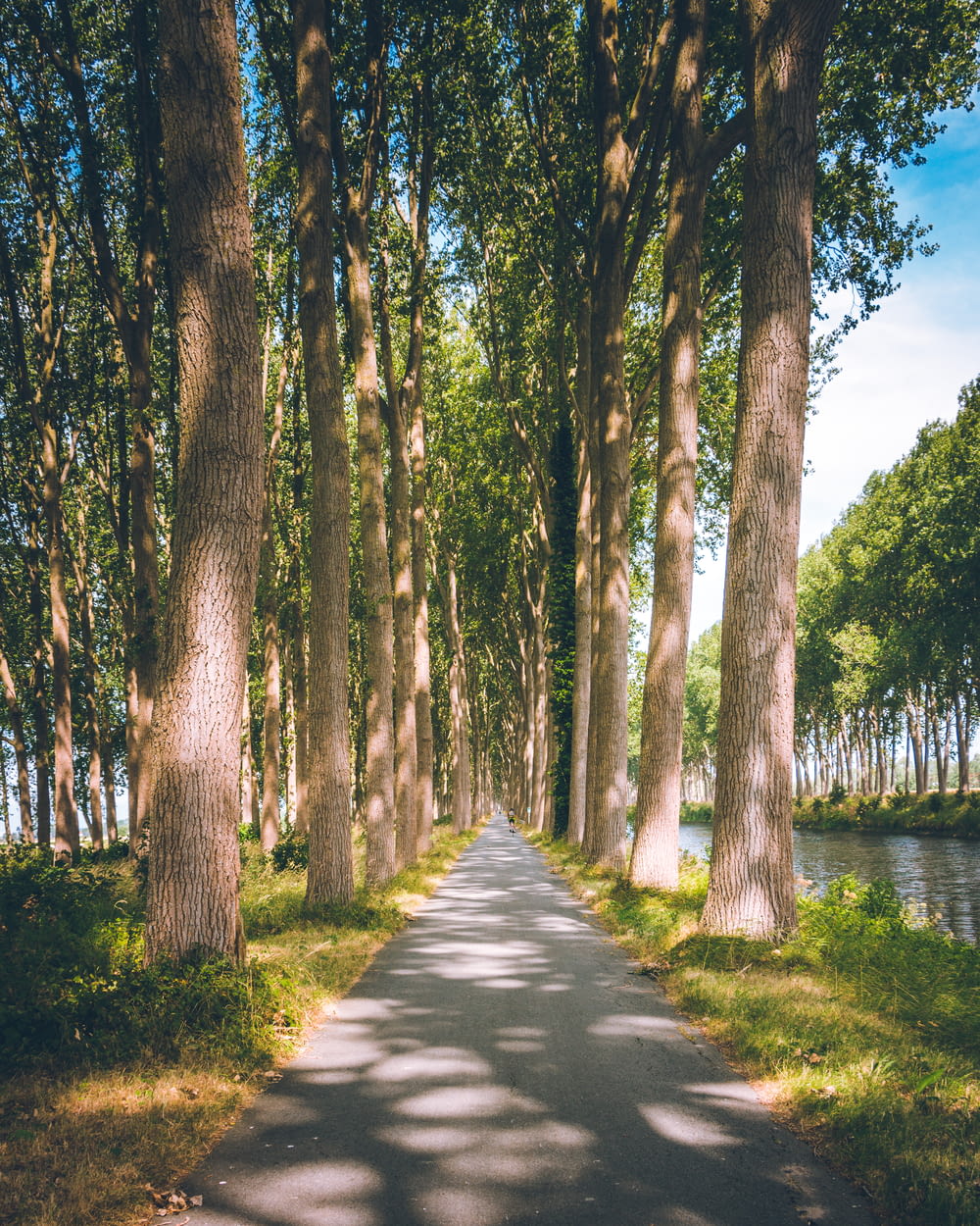 a tree lined road in a park next to a body of water