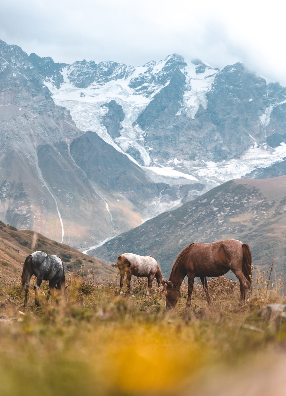 three horses eating grass near snow-capped mountain