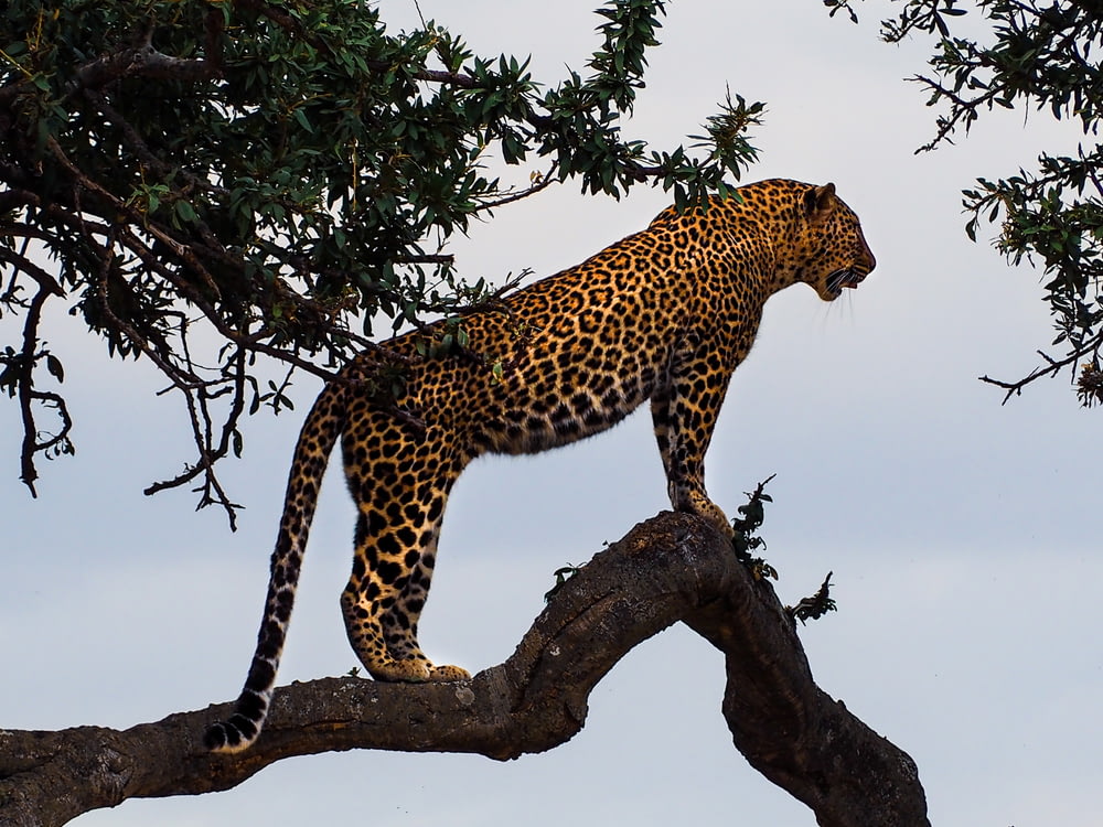 Leopard auf einem Ast stehend