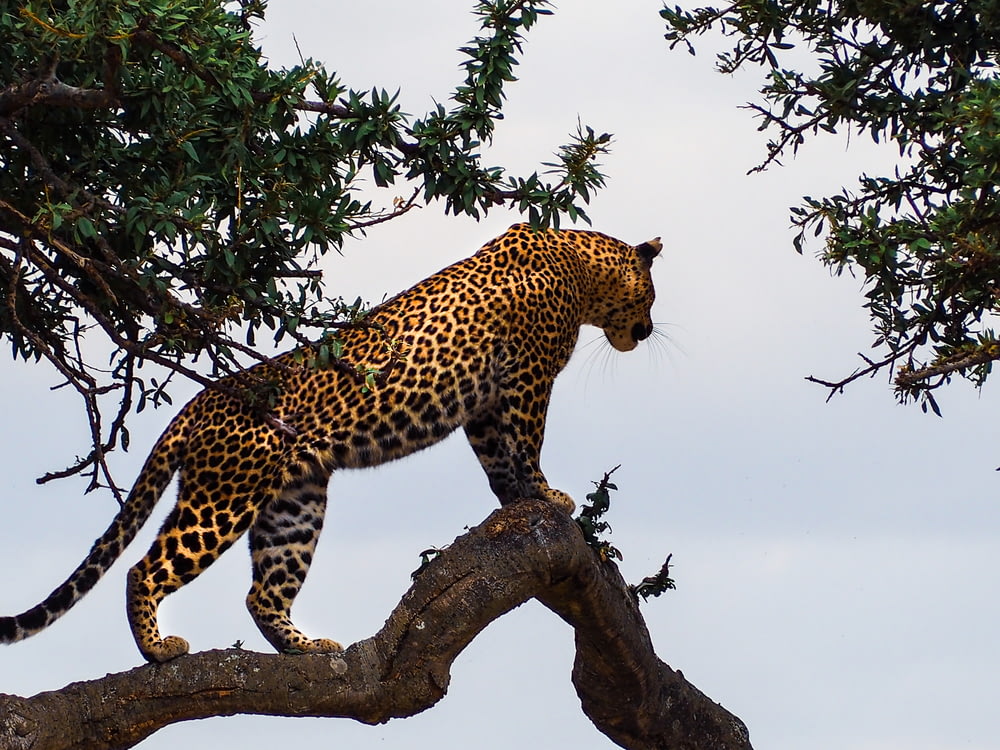 léopard debout sur une branche d’arbre