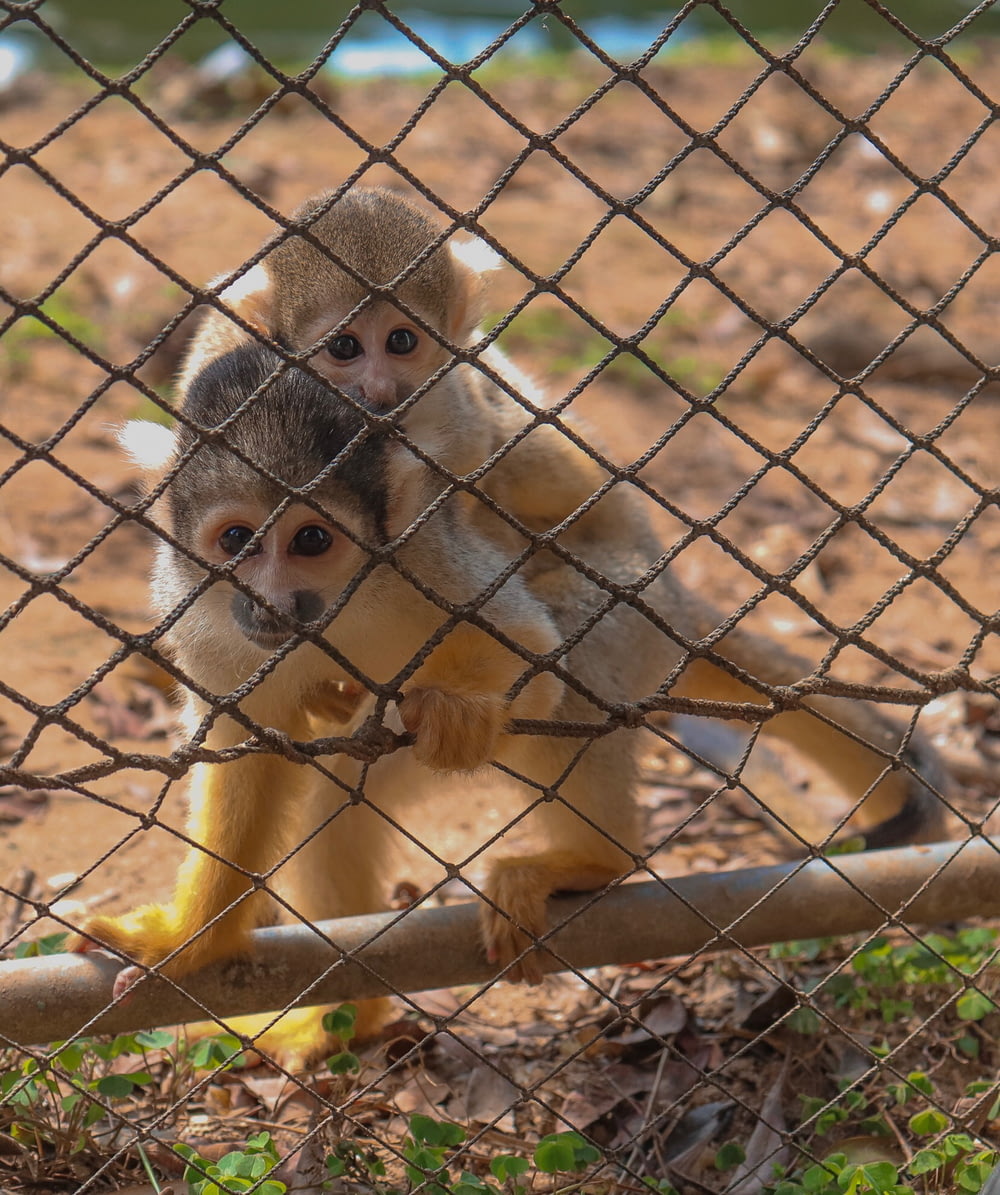 two primates near fence