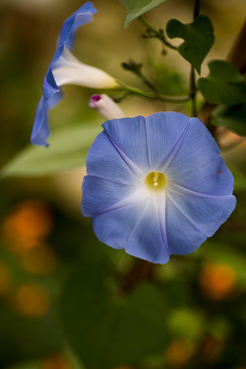blue-petaled flower on selective focus photography