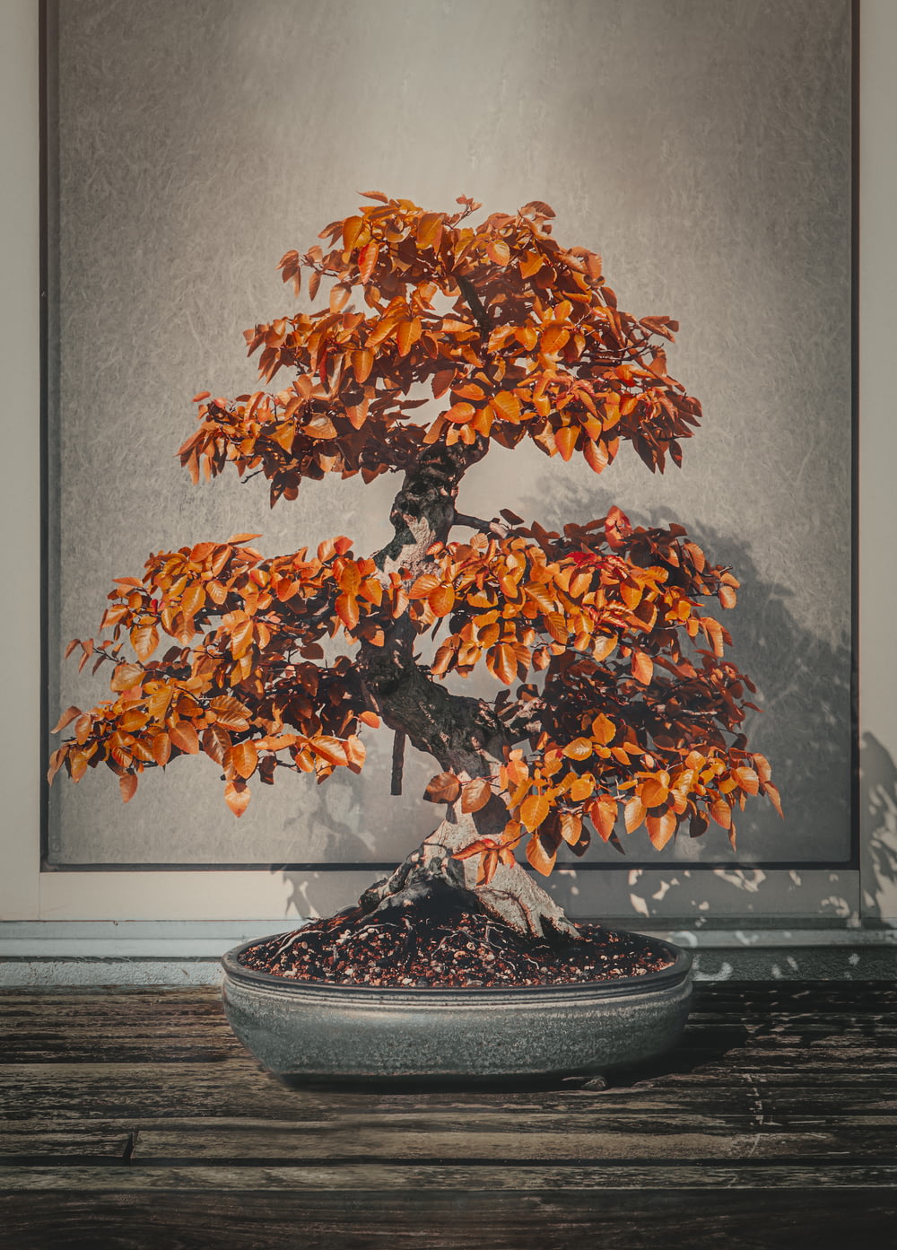 orange bonzai tree