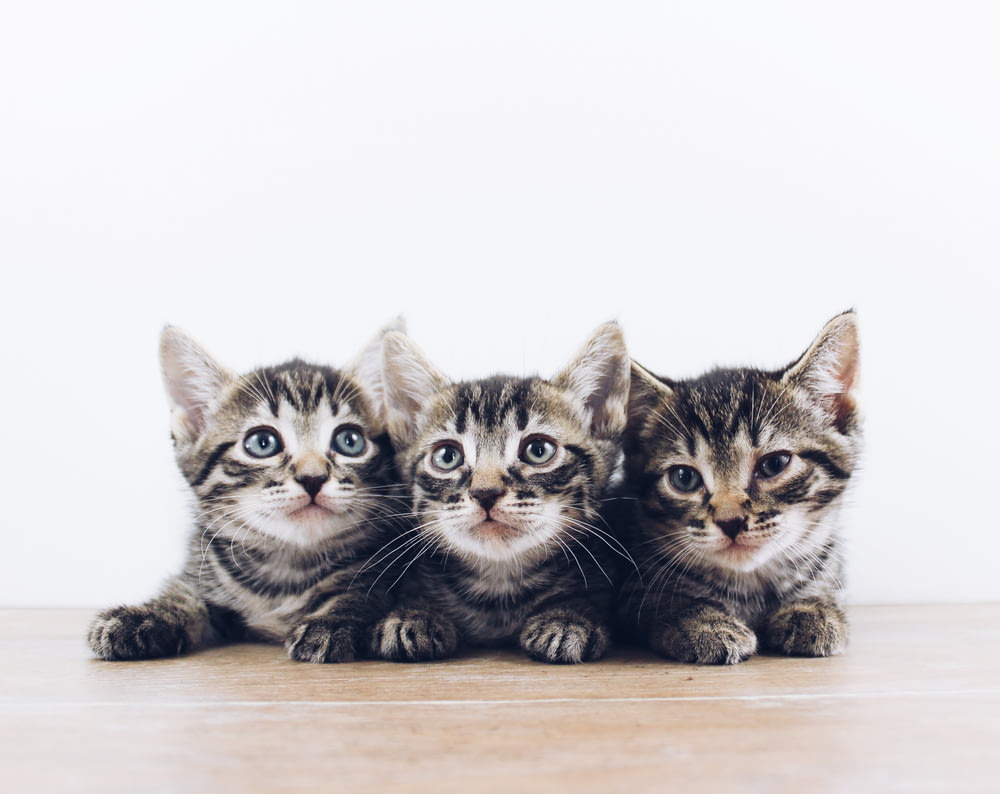 Drei braun getigerte Kätzchen liegen an Bord