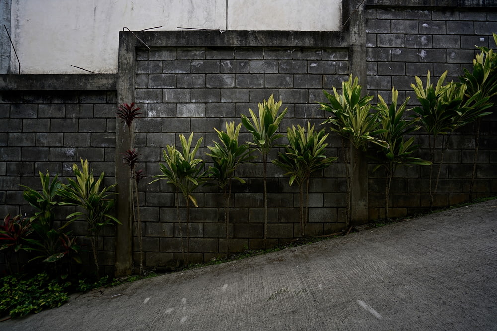 plants beside concrete wall