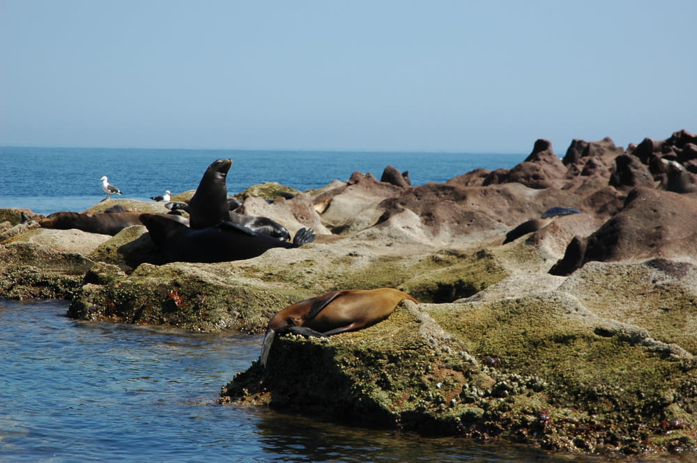 black and brown sea lions on coastalrock during daytime