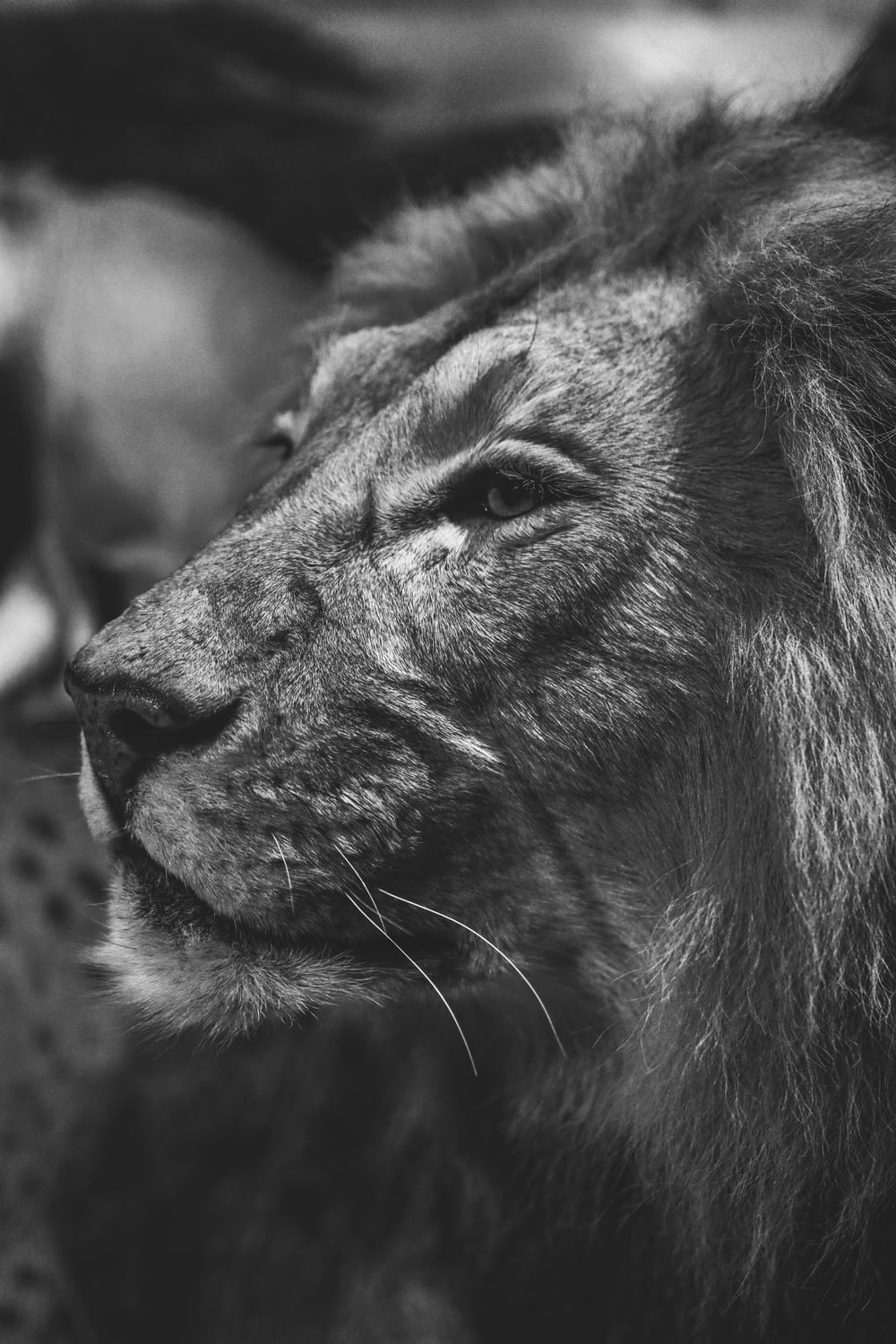 grayscale photography of lion