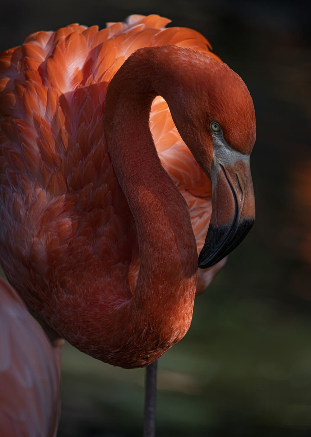a close up of a flamingo with its head turned