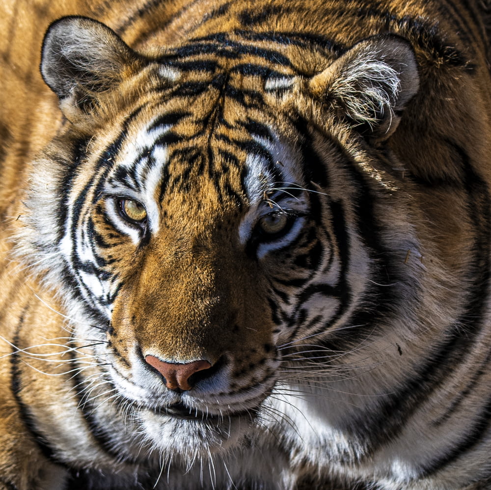 a close up of a tiger looking at the camera