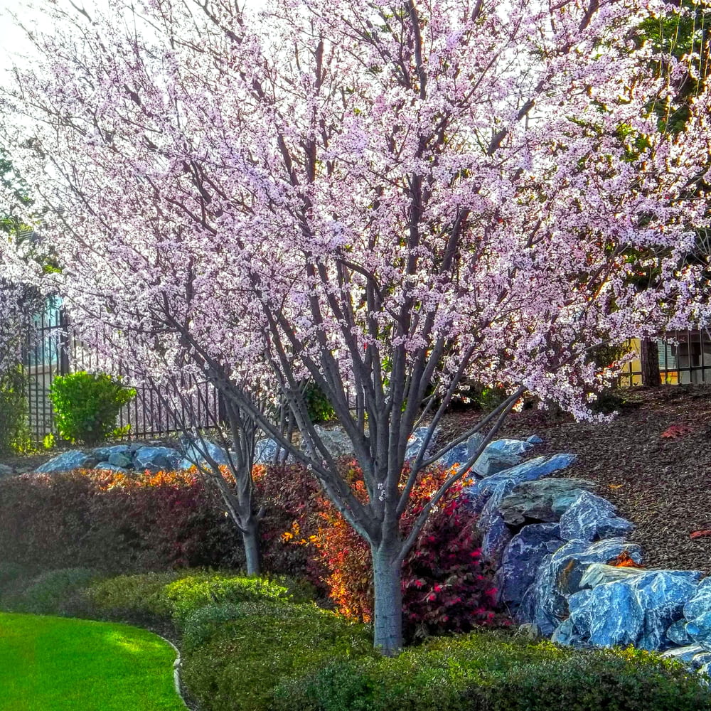 Cherry Blossoms beside handrail during daytime