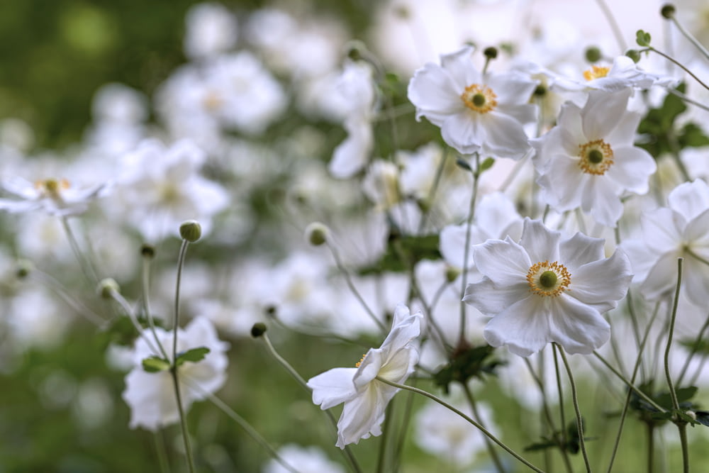 Fotografia a fuoco selettivo di fiori bianchi