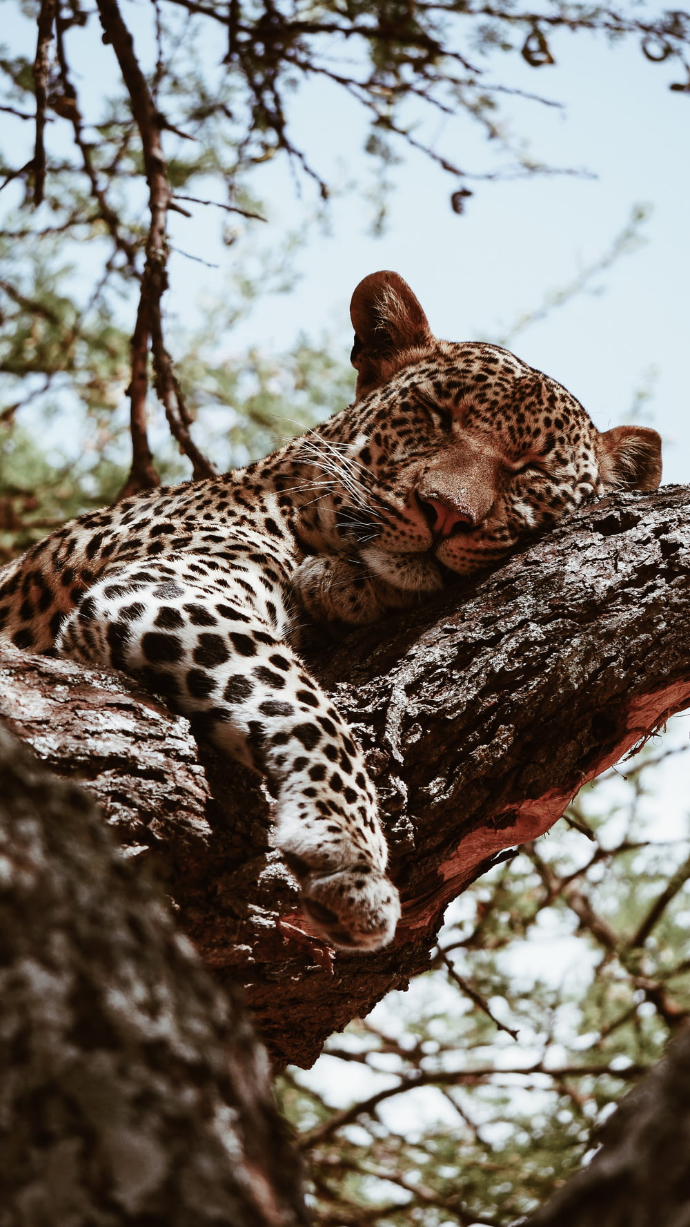 leopardo marrón durmiendo durante el día