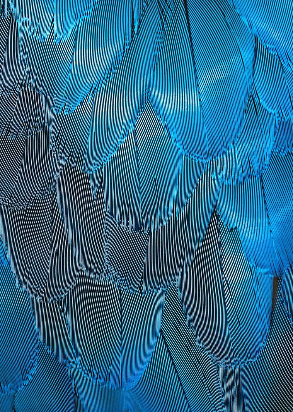 blue and brown feathers