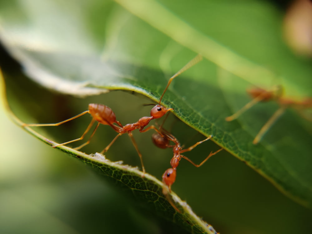 Fotografía macro de hormigas rojas