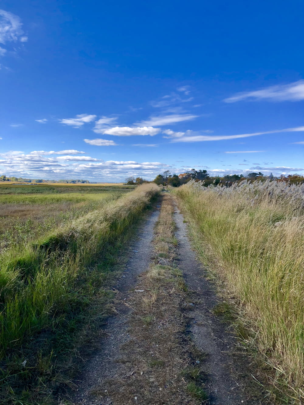 pathway between crop field