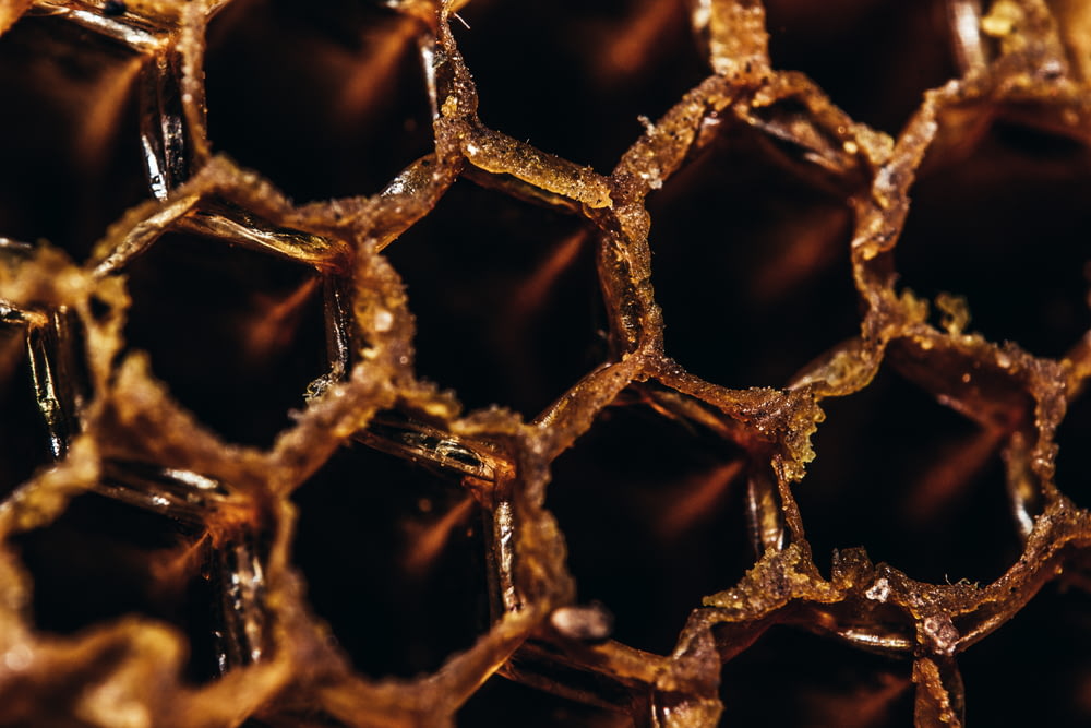 Fotografía de primer plano de la colmena de abejas