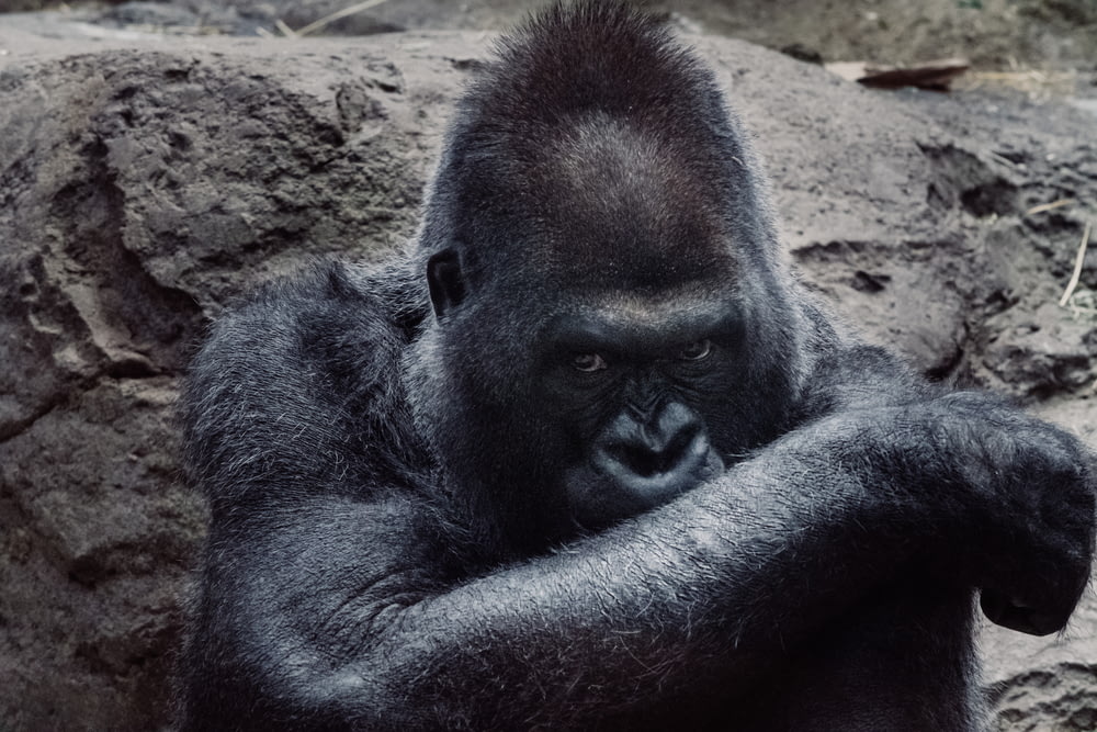 black gorilla beside stone