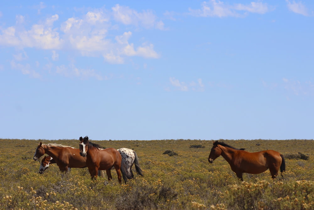 several brown horses walking on grass