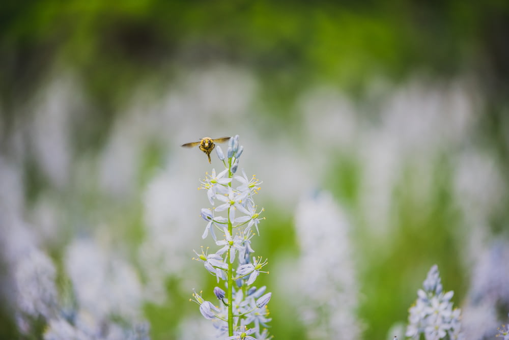 honeybee flying near flowers