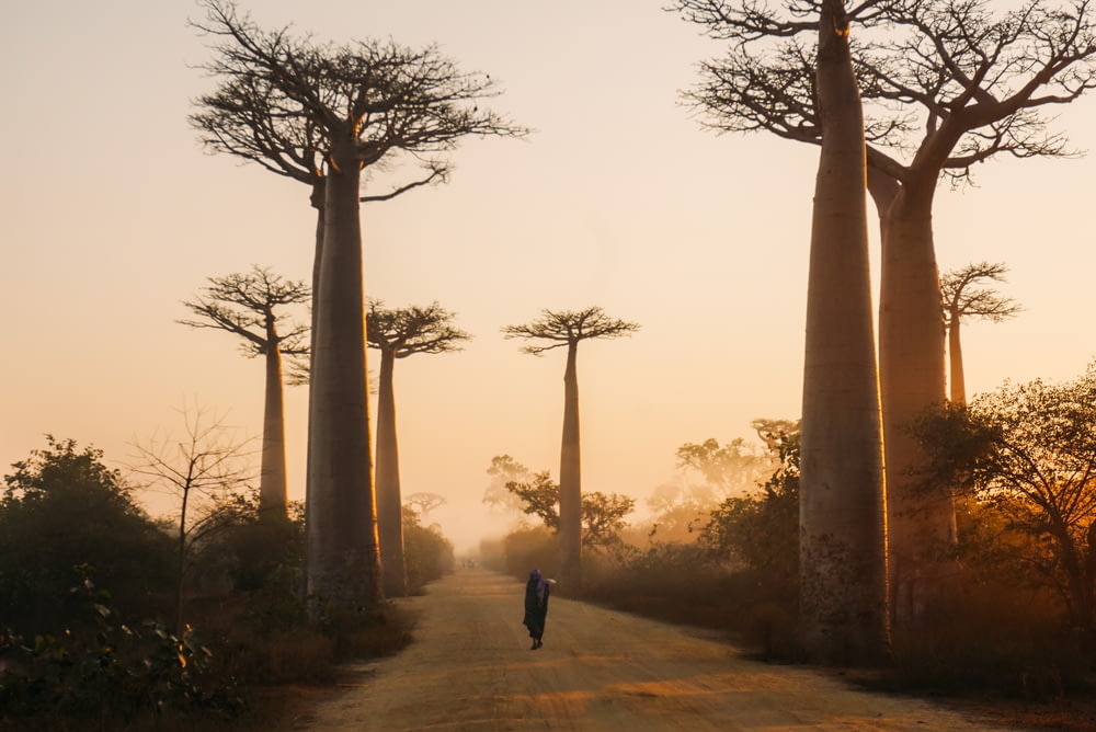 Viale dei Baobab, Madagascar durante il giorno