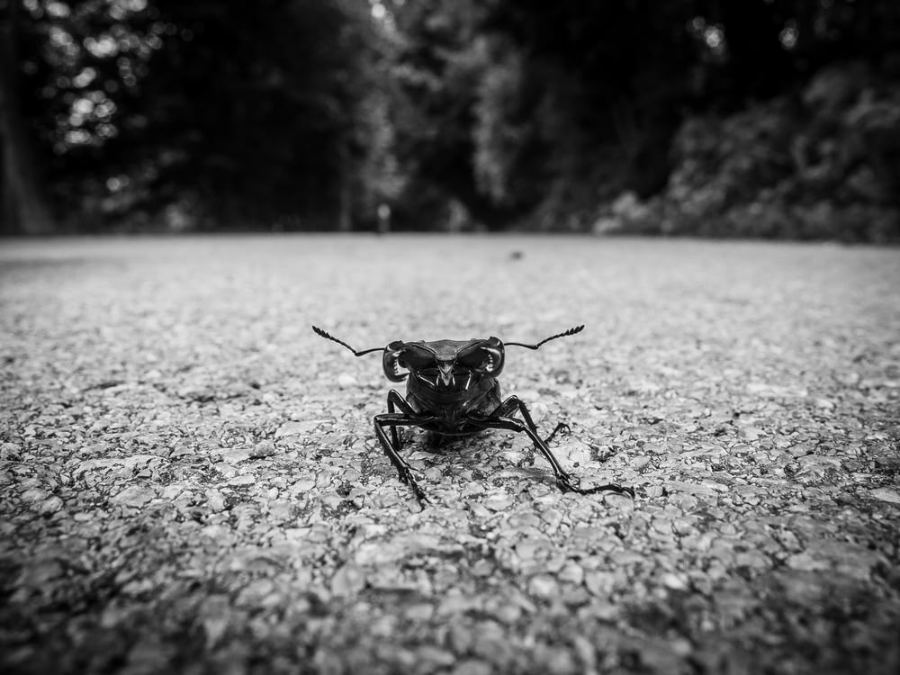 grayscale photography of insect