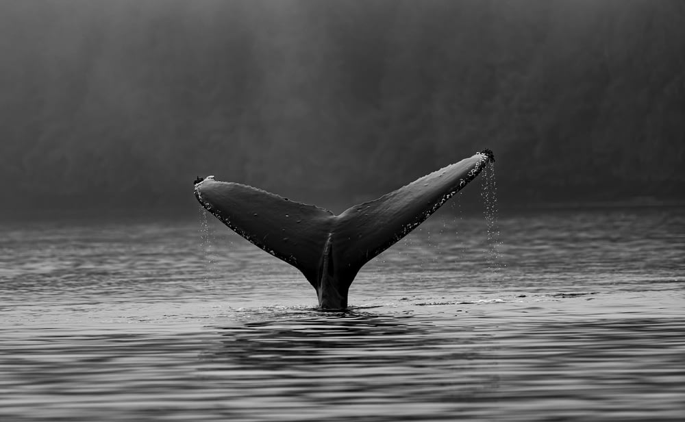whale's tale on water