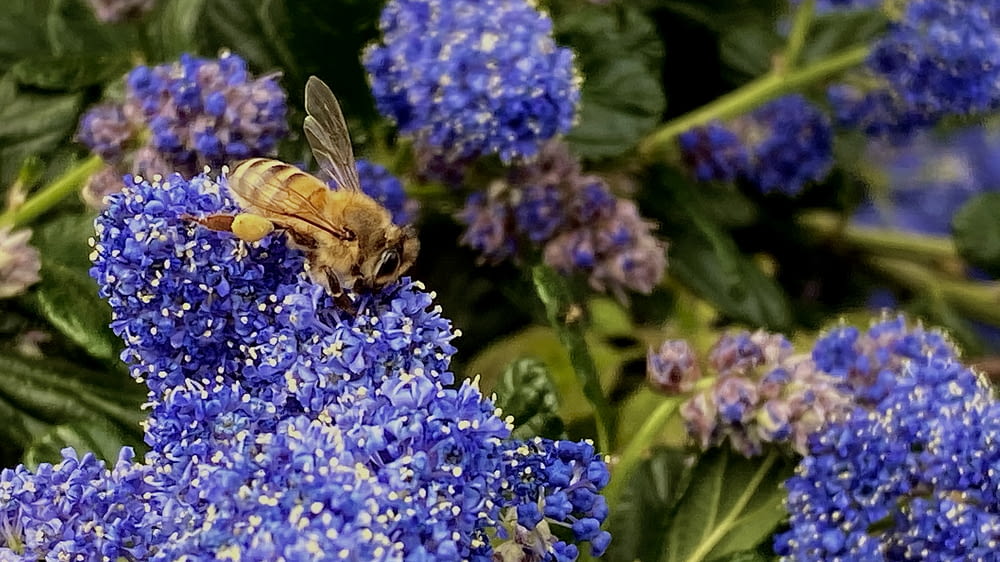 bee perching on blue flowers