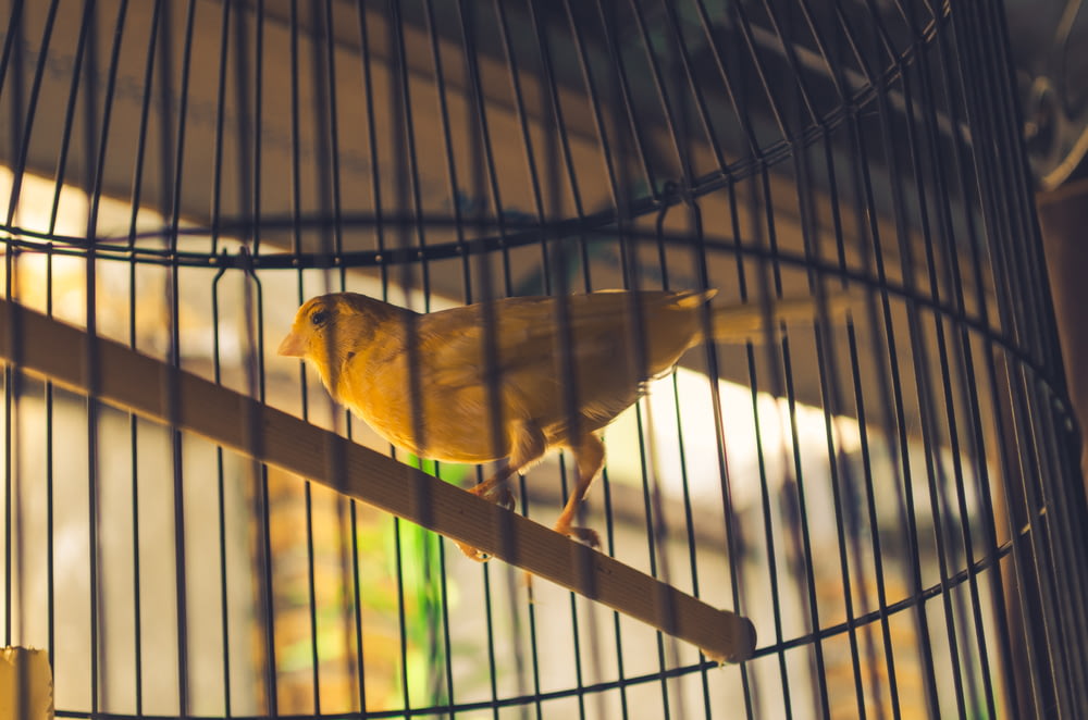 gelber Vogel im Käfig