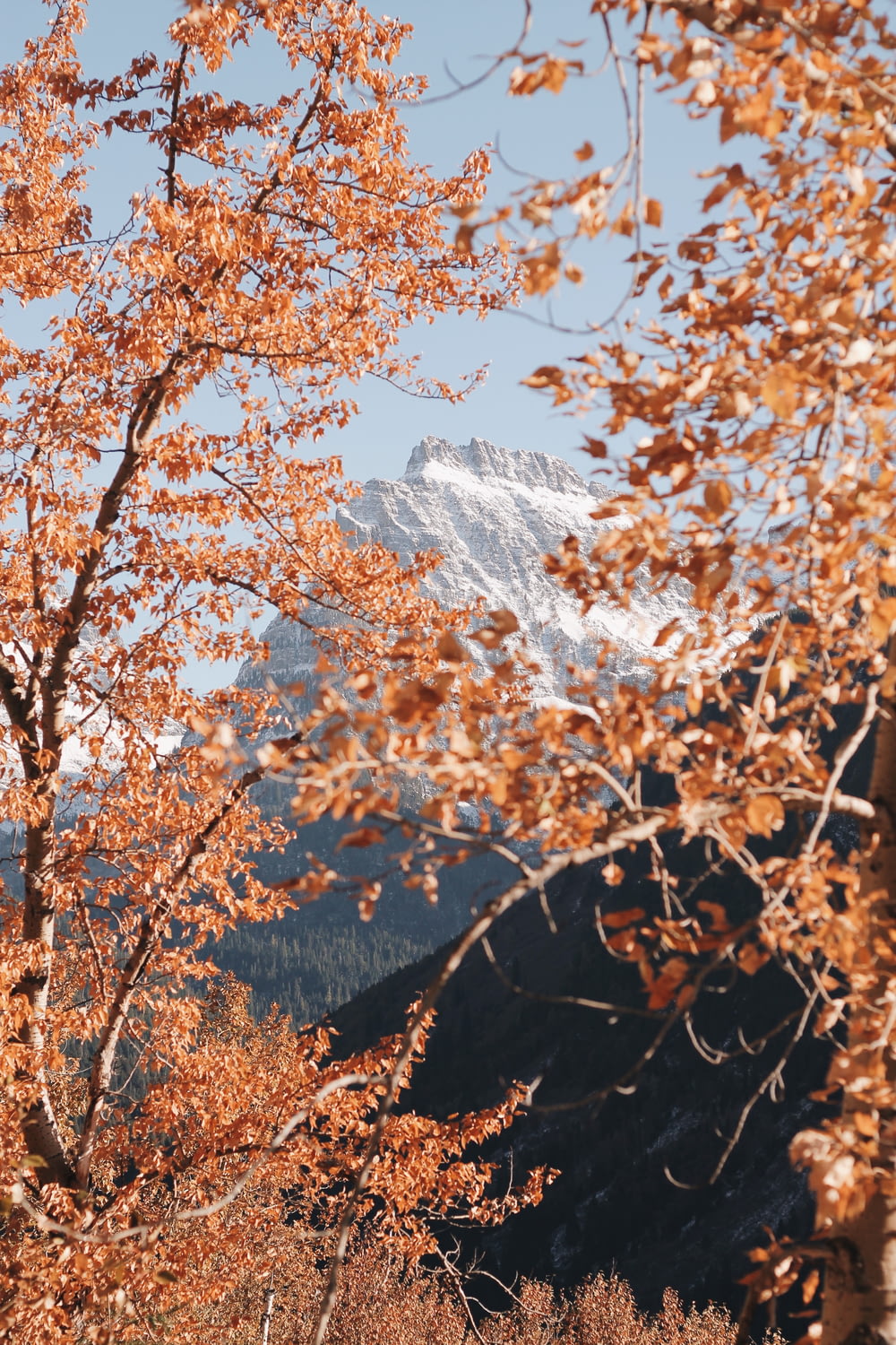 Árvores de folhas marrons em toda a Montanha Cinza