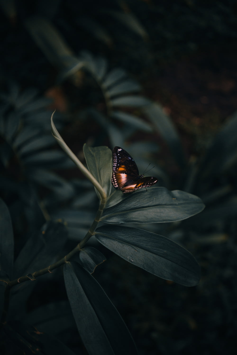 butterfly perching on leaves