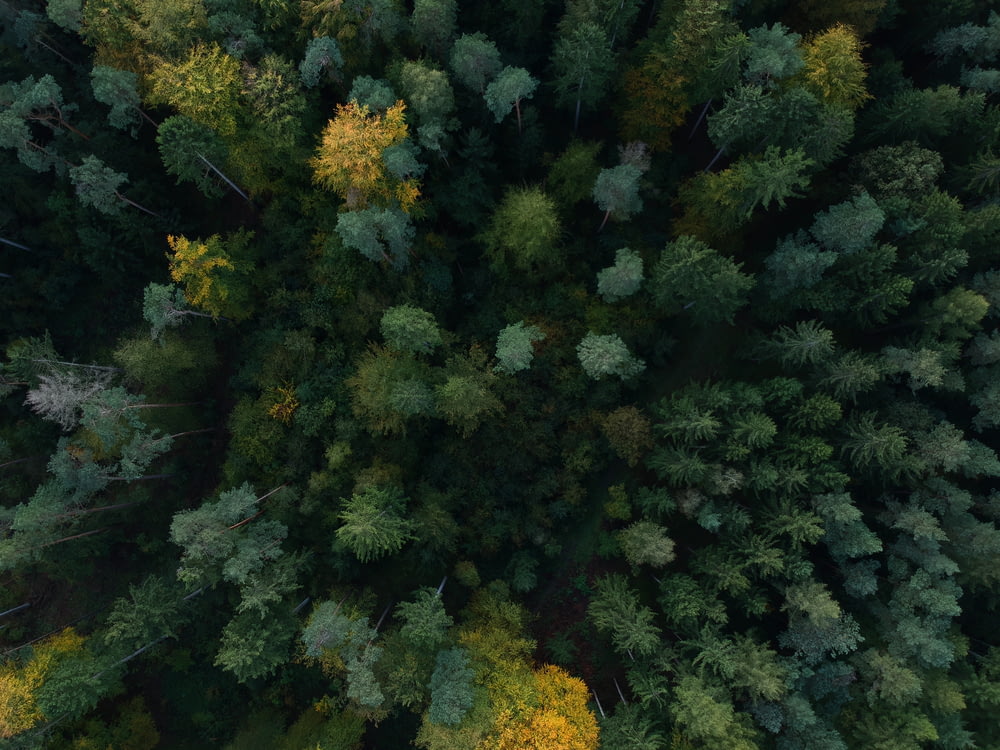 aerial photography of forest with tall and green trees during daytime
