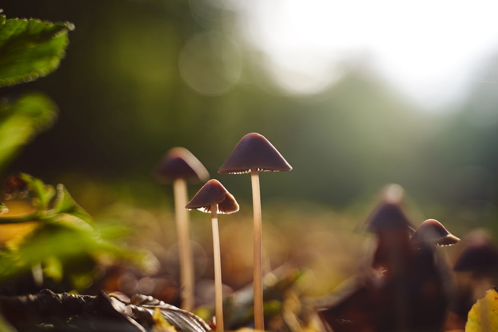 Photographie sélective des champignons noirs