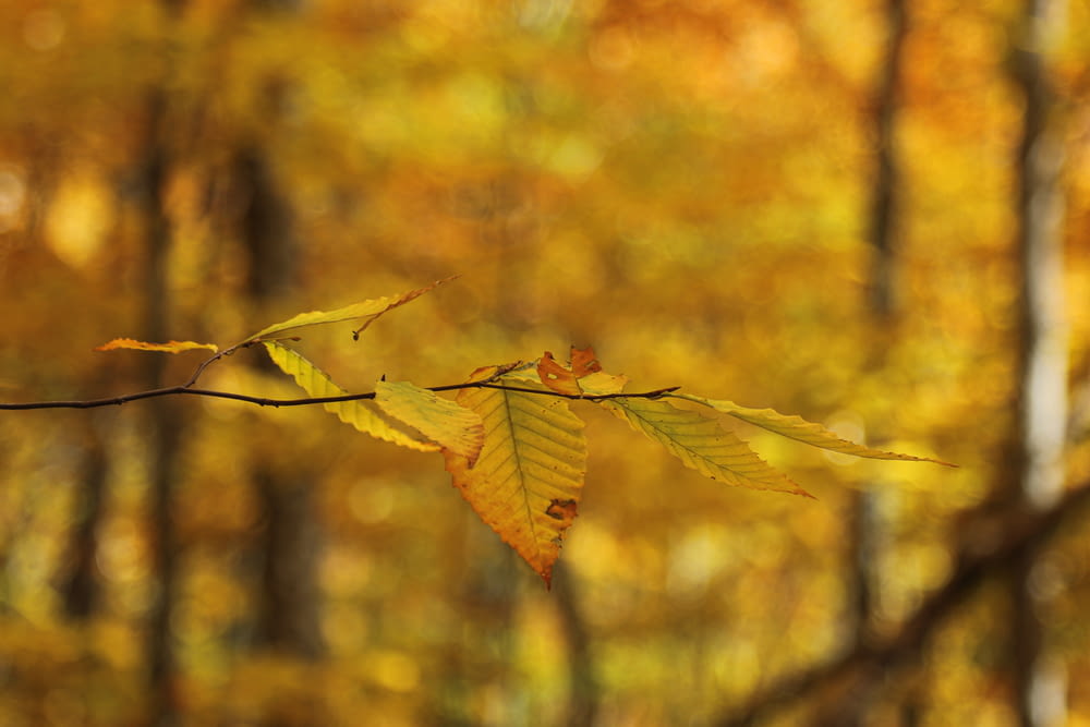 yellow-leafed trees