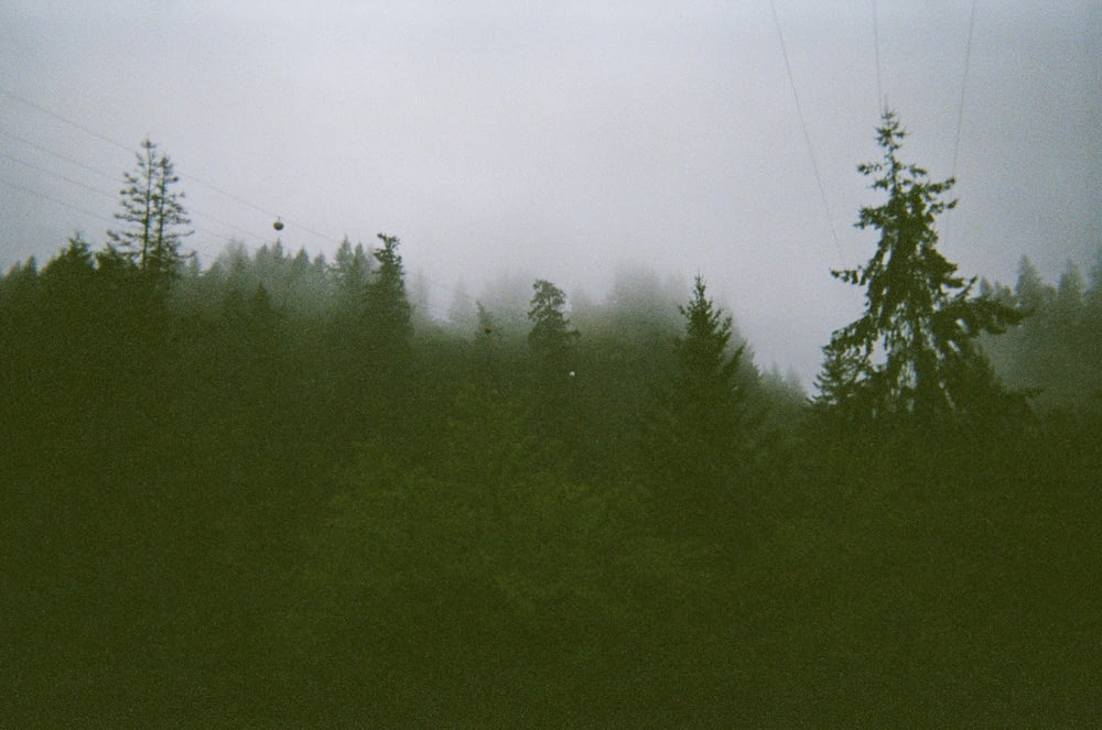 pine trees during daytime