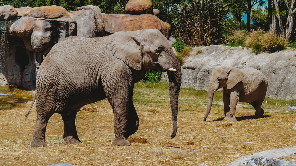a baby elephant standing next to an adult elephant
