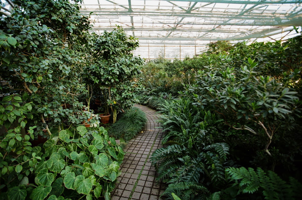 brick pathway beside green plants inside glass building